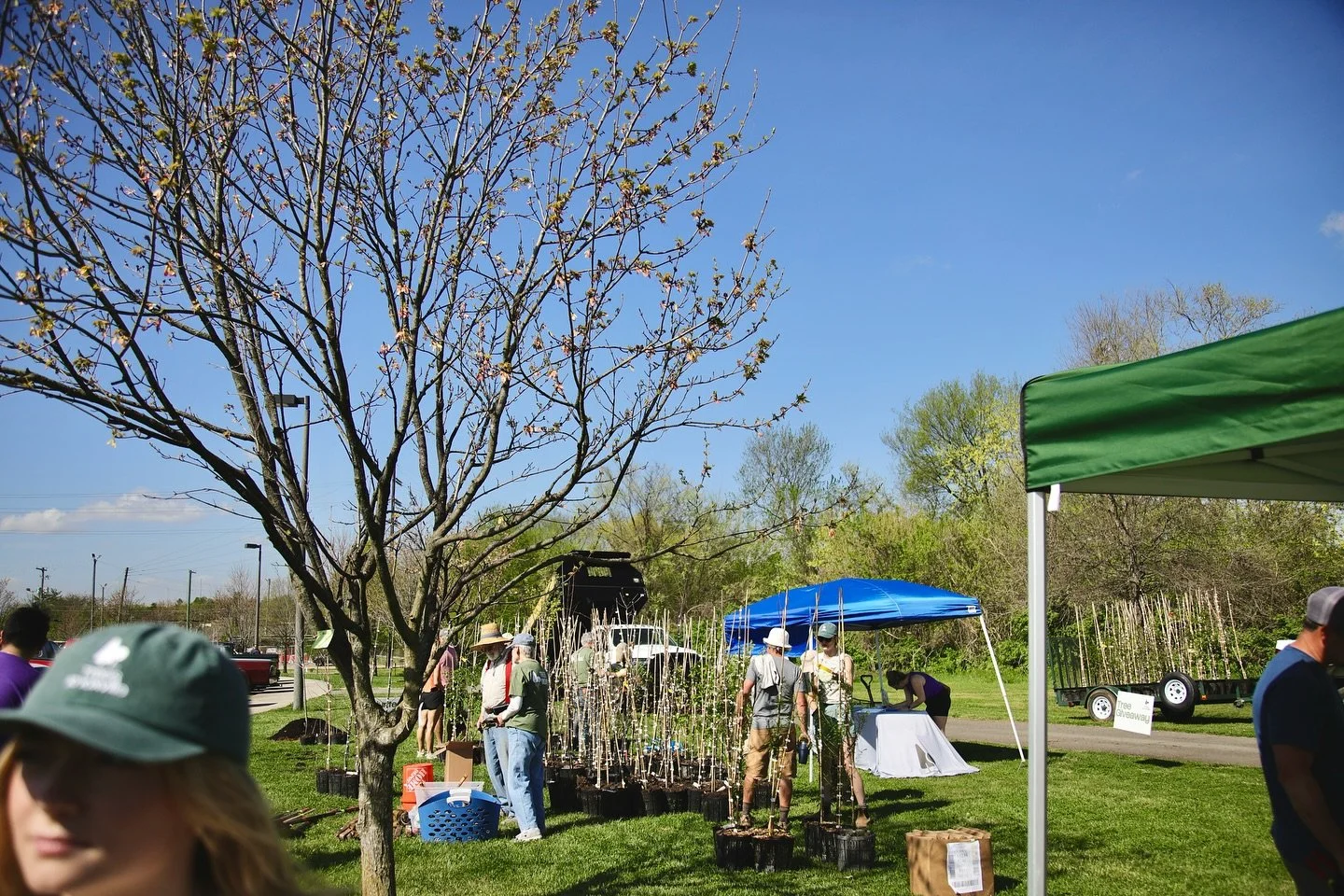 Trees Knoxville Tree Fest